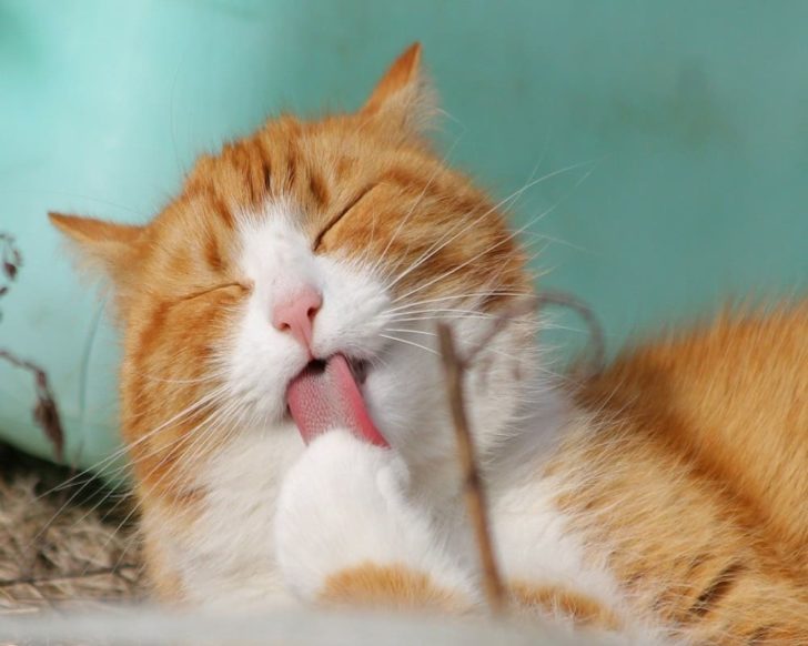 can-cats-eat-cotton-candy-animal-quarters