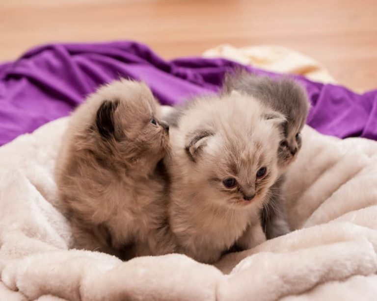 Have Newborn Kittens? Here Are 21 Things Every Cat Owner Should Know