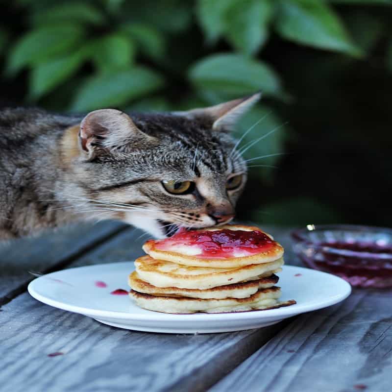 Gray cat eating a few pancakes