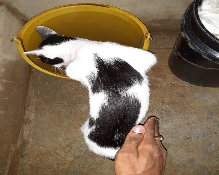 Do Cats Like Being Spanked? [The Simple Truth] Animal Quarters