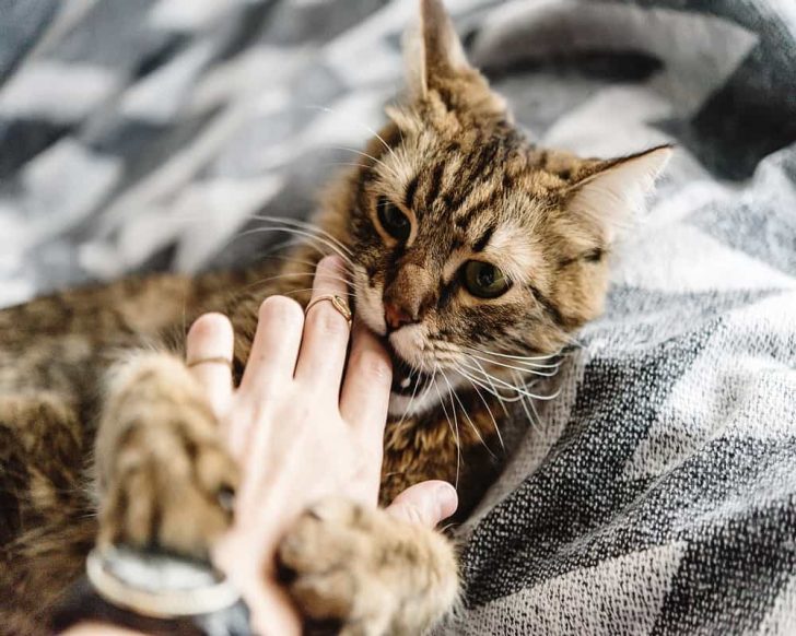Why Do Cats Bite Then Lick You? (6 Reasons) Animal Quarters