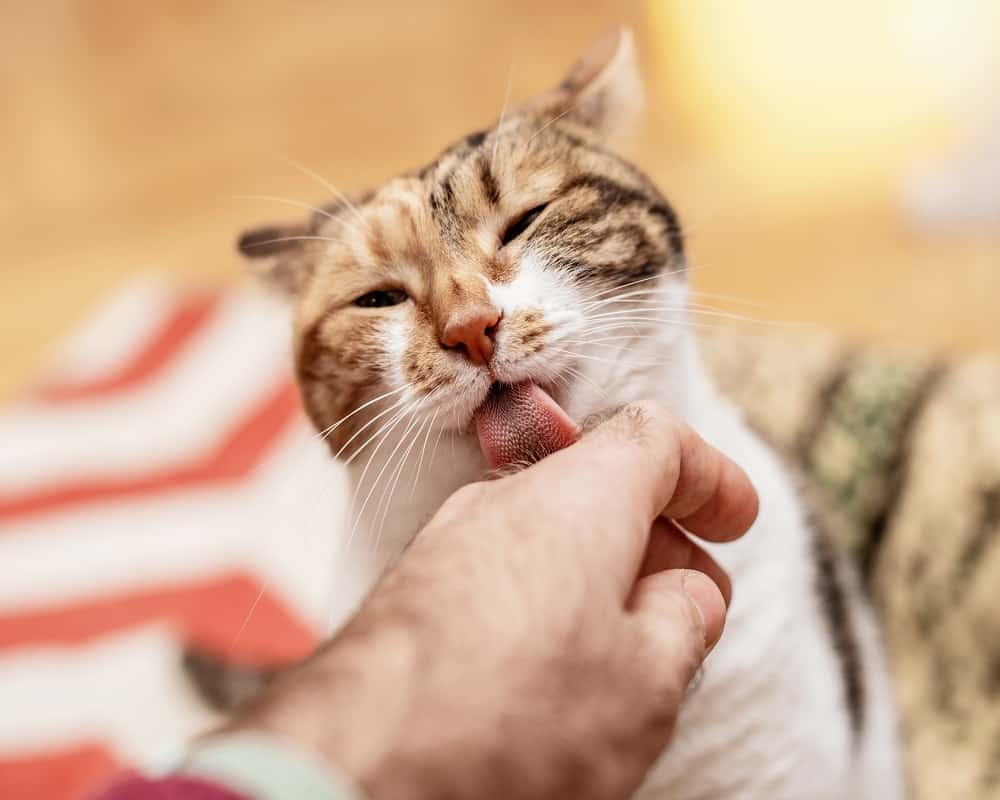 cat licking hand