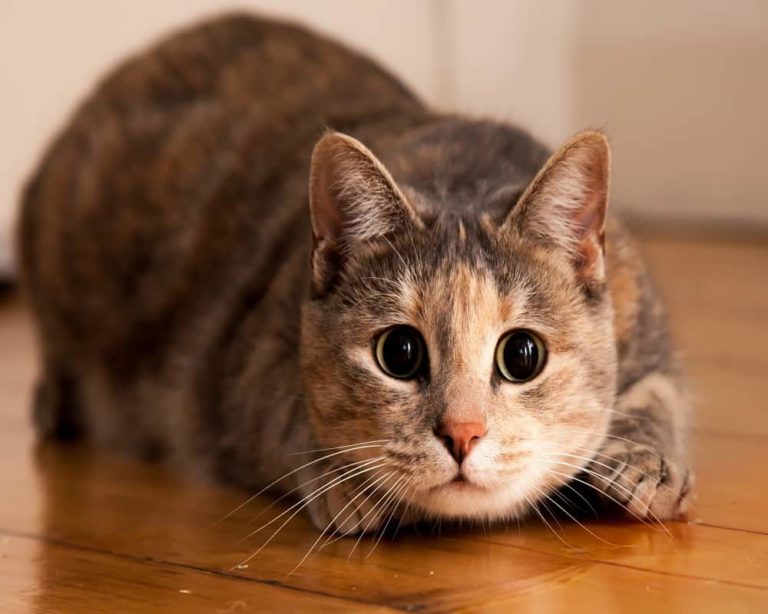 Why Do Cats Bob Their Heads? (8 Interesting Reasons) Animal Quarters