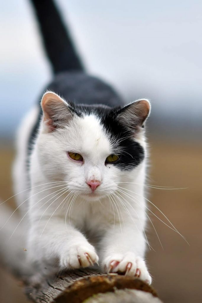 Why Do Cats Scratch Walls? An Inside Look At This Peculiar Habit