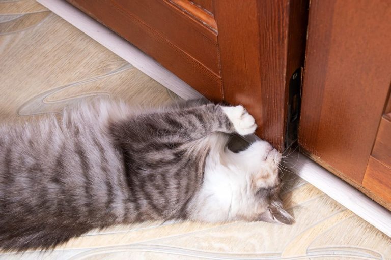 How to Keep a Cat Out of a Room Without Doors? Animal Quarters