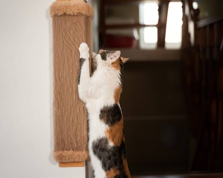 Why Do Cats Scratch Walls? An Inside Look At This Peculiar Habit