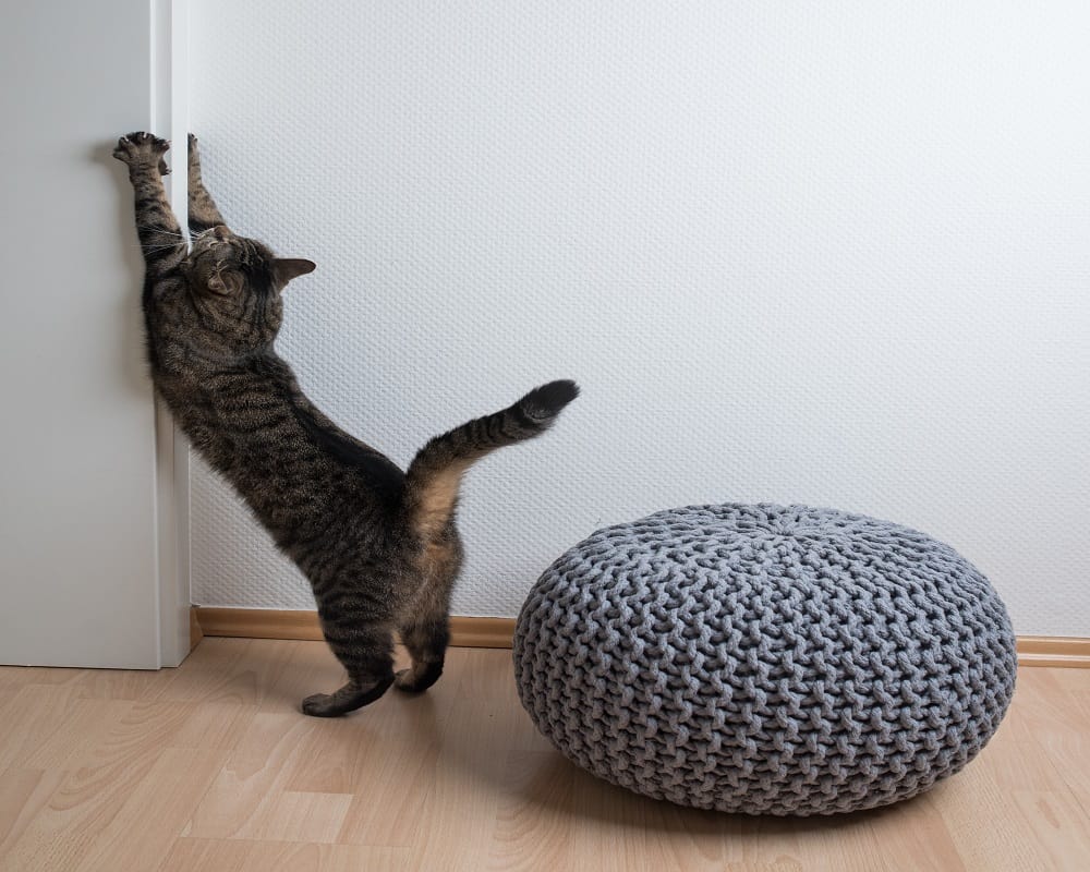 tabby cat scratching door wall