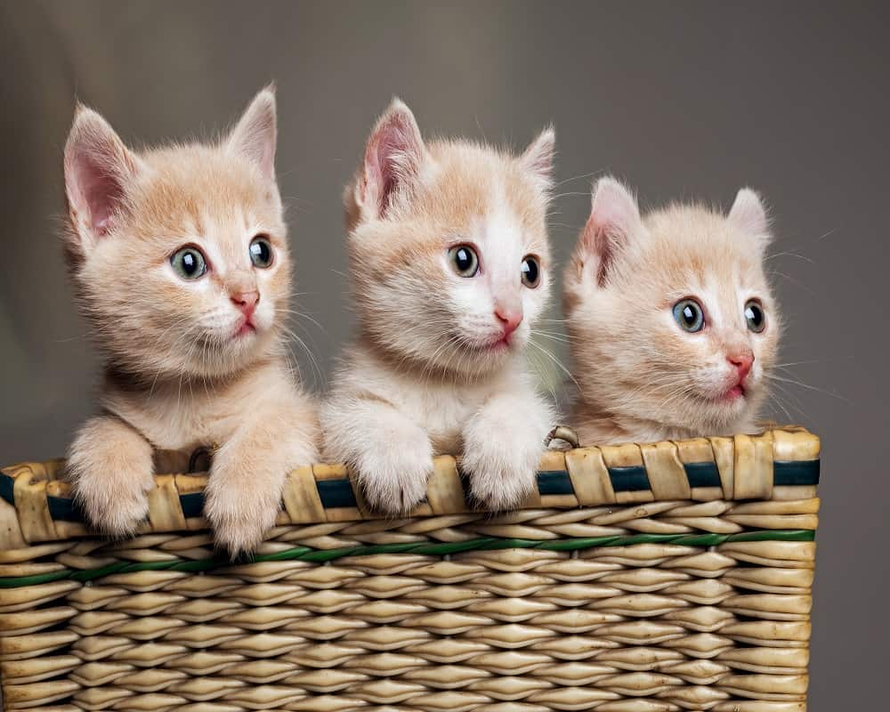 three light brown kittens in a basket