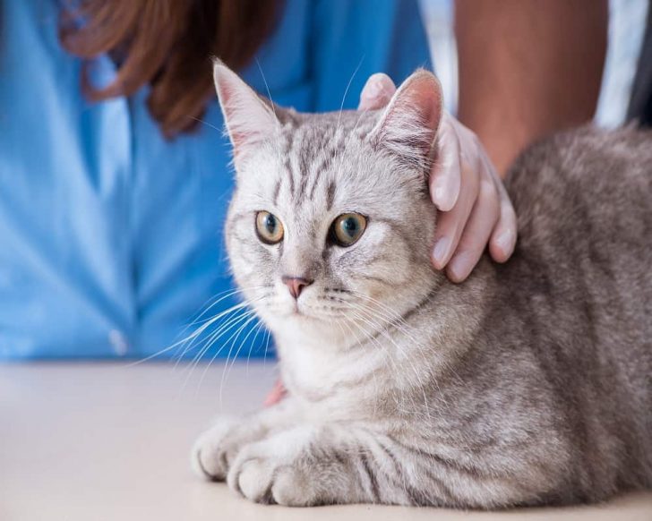 19 Interesting Things To Know When Cats Want To Be Rubbed Animal Quarters