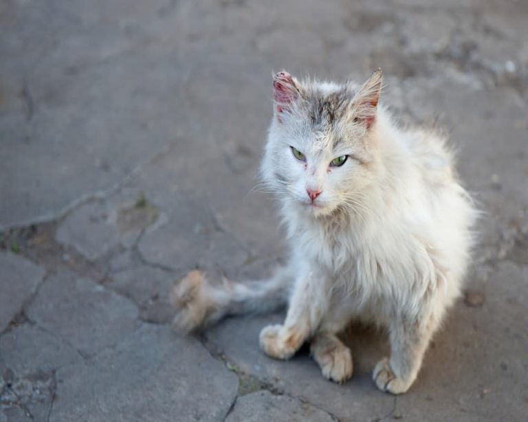 5 Reasons Why Stray Cats Follow You Why Do They Attack Humans