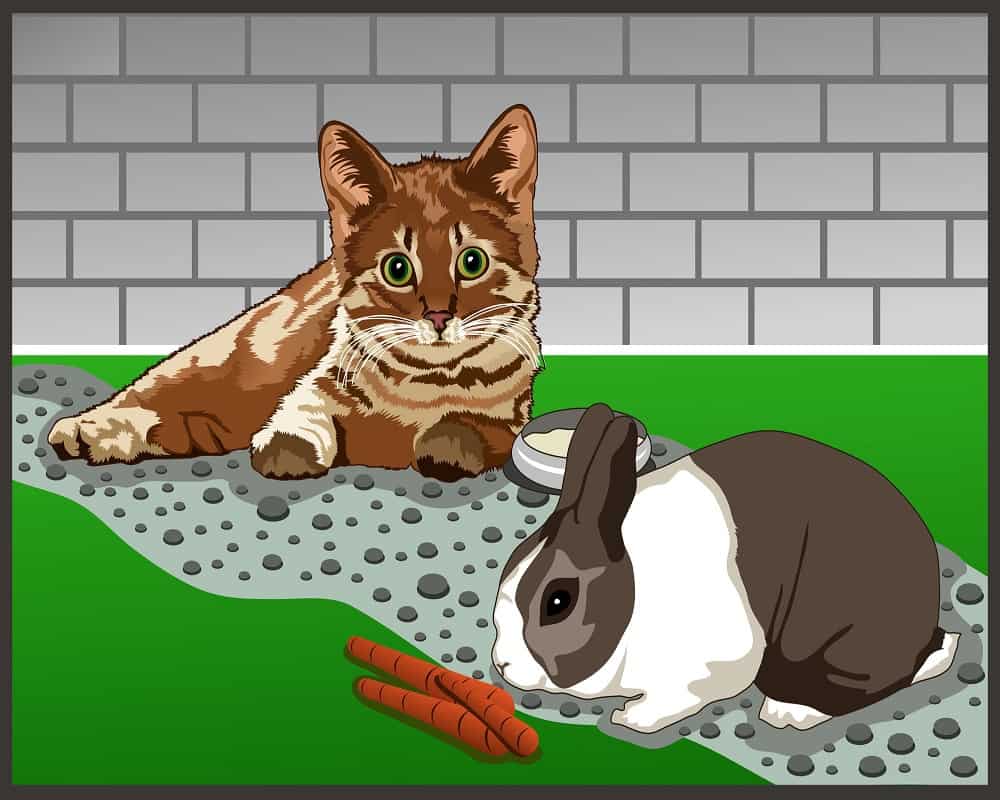 do cats attack rabbits