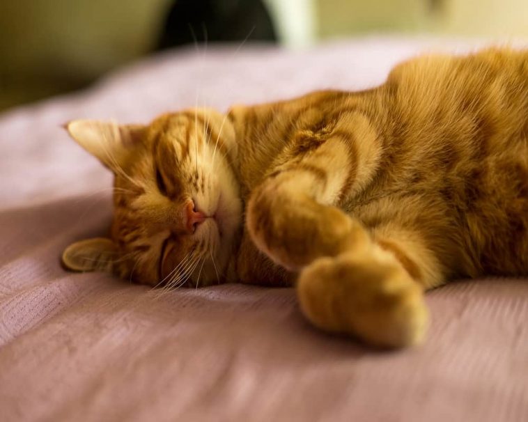 Do Cats Dream? Here Are Your 7 Burning Questions [Answered] Animal