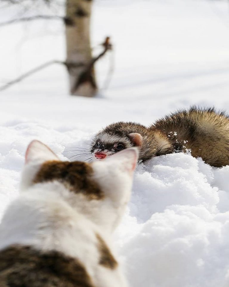 Do Cats and Ferrets Get Along? Here's How to Introduce Them Animal
