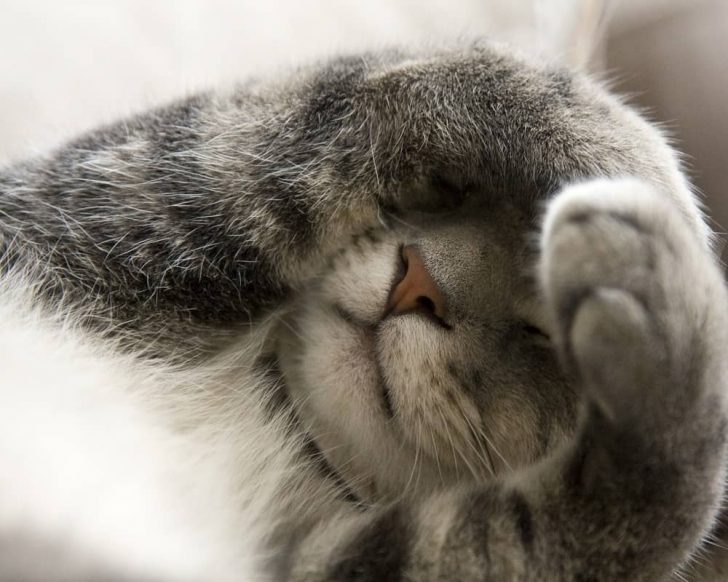 Do Cats Get Embarrassed? (Expert Studies Revealed) Animal Quarters