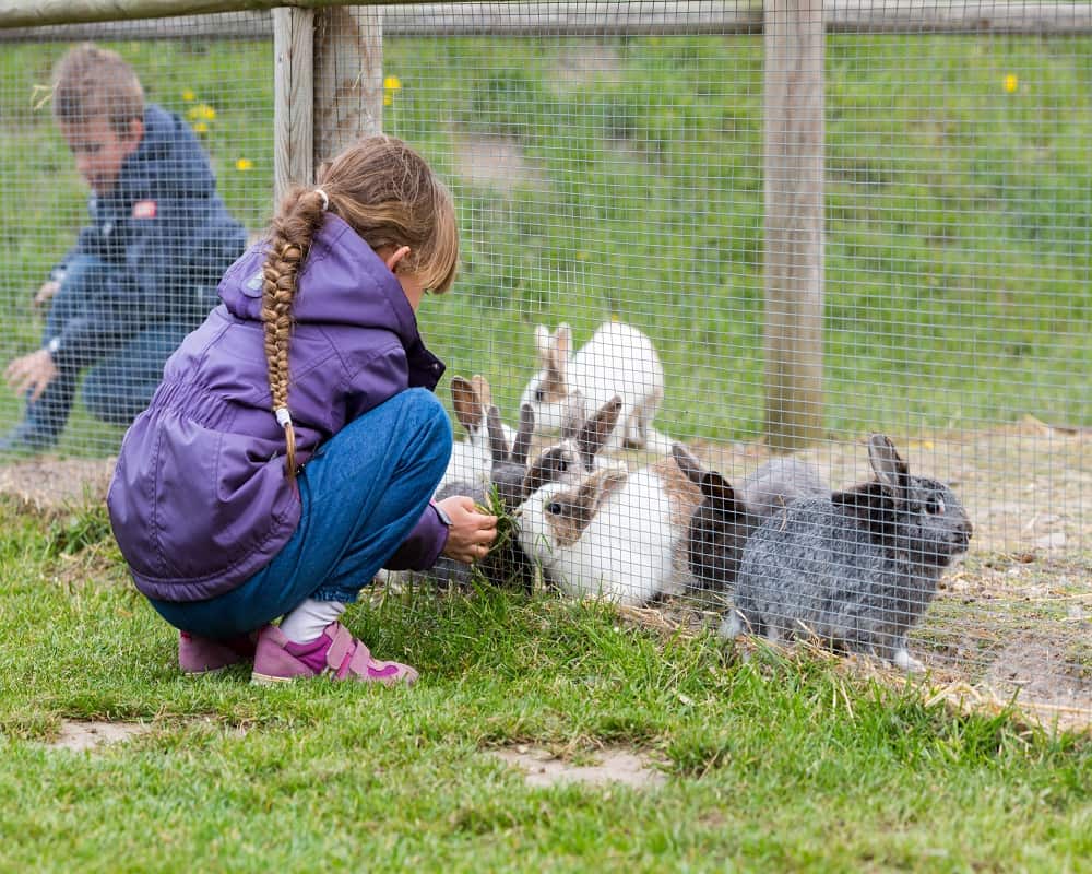 girl feeding rabbit