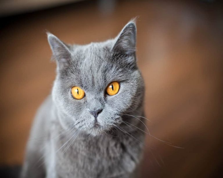 Can Cats Have Brown Eyes? Here's What You Need To Know Animal Quarters