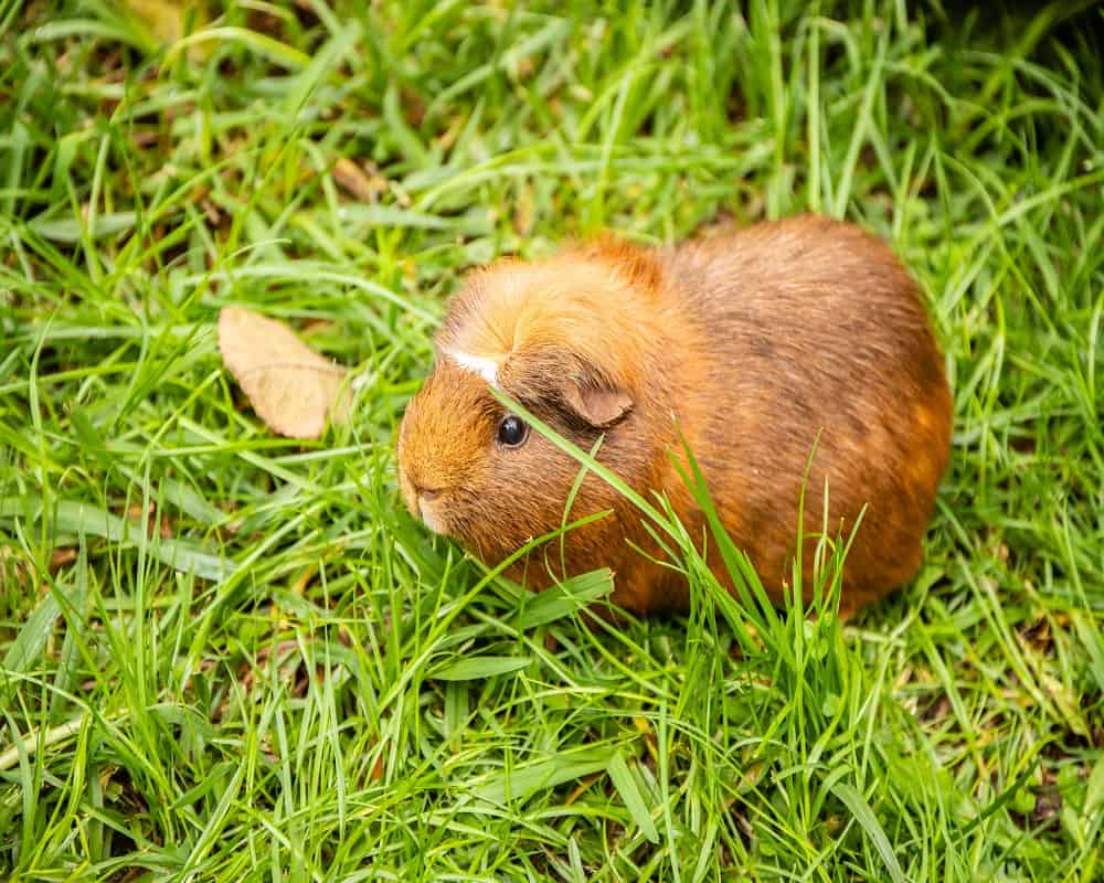 guinea pig
