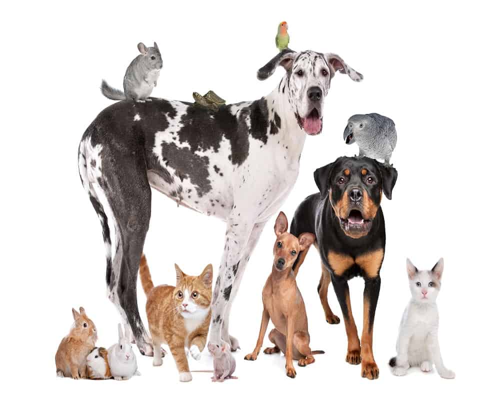 pets that are not nocturnal