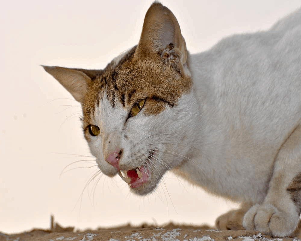 stray cat hissing