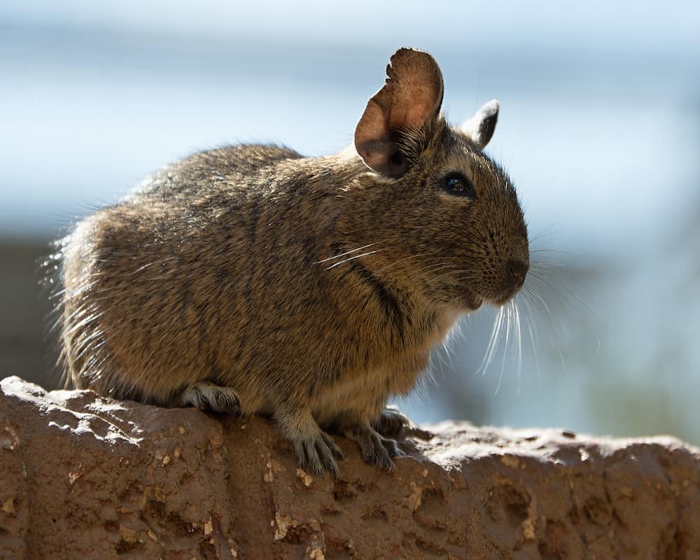 the degu