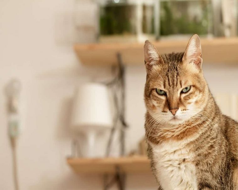 Cats Do Get Mad At You Sometimes. Here are 5 Reasons Why Animal Quarters
