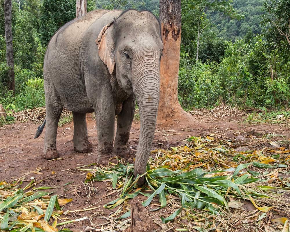 Asian Elephant Eating Bamboo