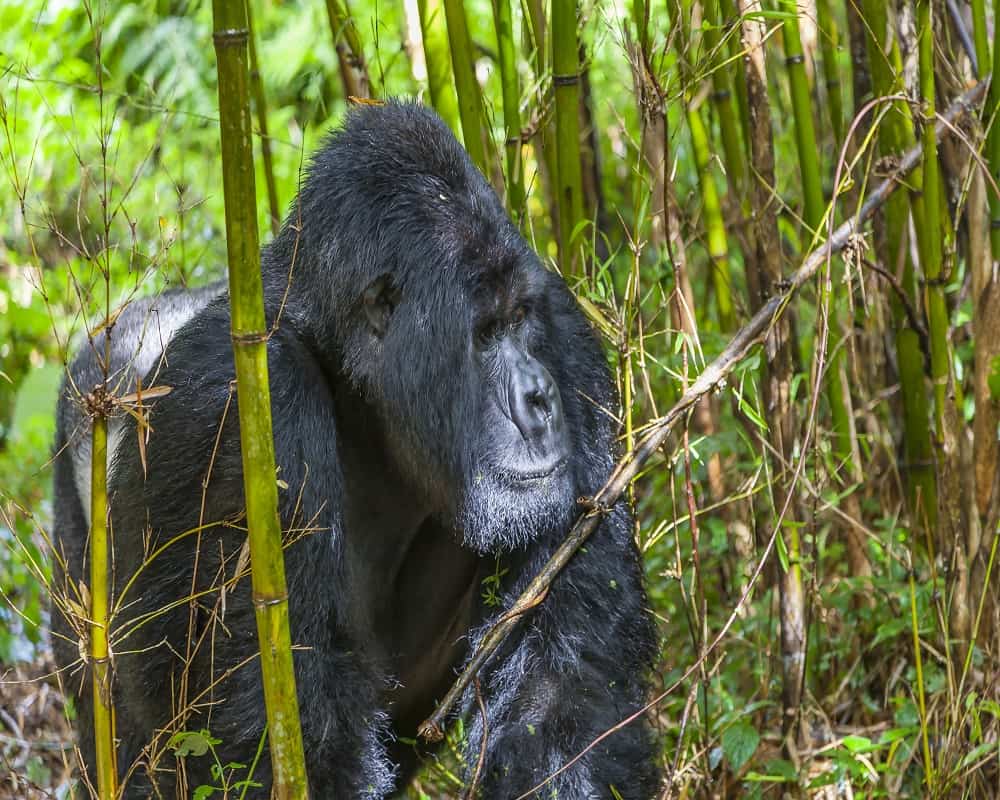 Mountain gorilla in bamboo forest