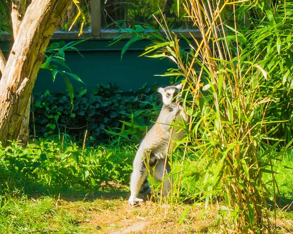 bamboo lemur holding onto bamboo branch