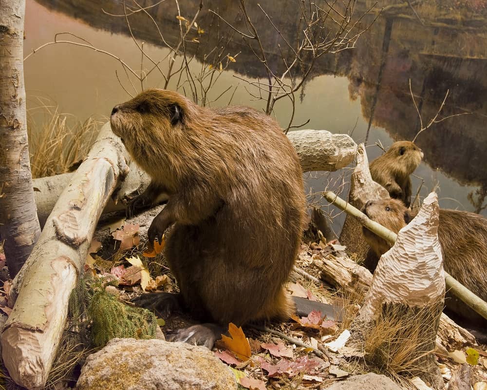 What Eats Tree Bark? 7 Animals That Eat Tree Bark - Animal Quarters What Eats Tree Bark? 7 Animals That Eat Tree Bark - Animal Quarters
