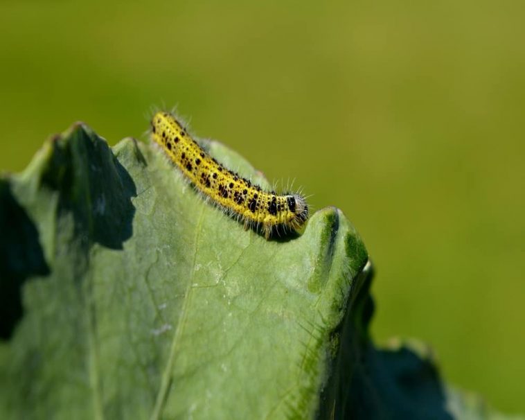 What Eats Tree Leaves? 6 Leaf Eating Animals! Animal Quarters
