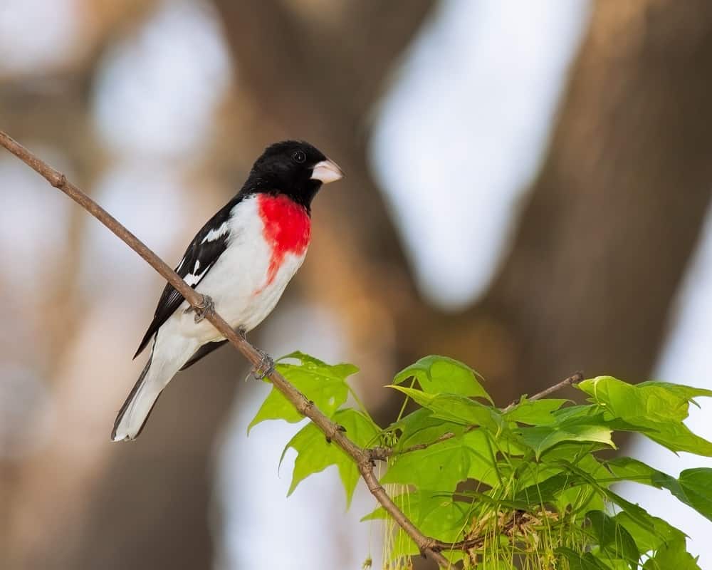 black-headed grosbeak