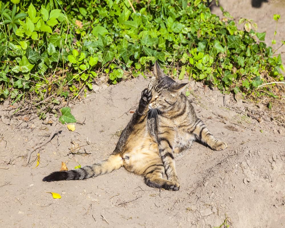 brown and black cat dust bathing while cleaning leg