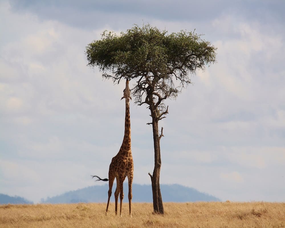 giraffe reaching for leaves on tree branch