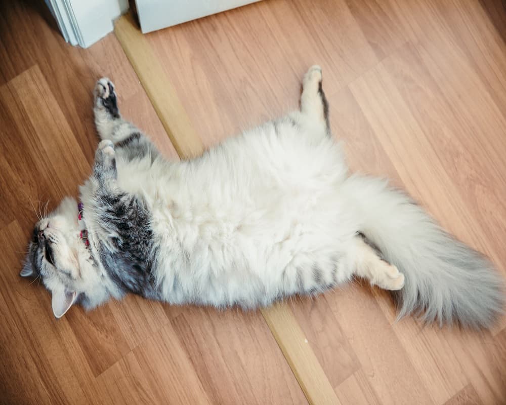 gray chinchilla persian cat sleep lying on its back