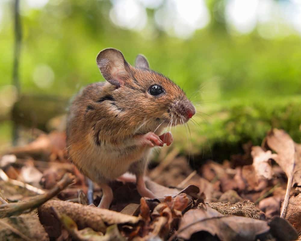 mouse standing on twigs and dried leaves