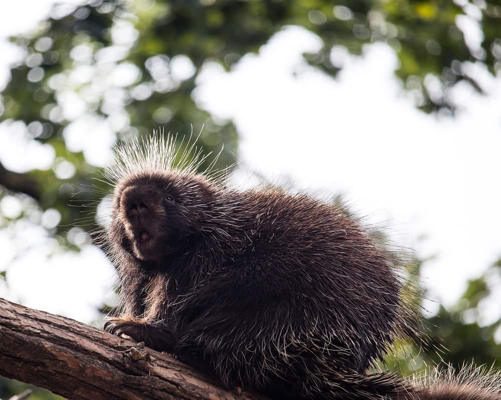 porcupine on tree branch