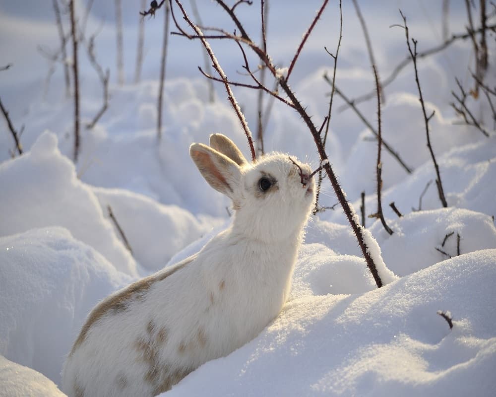 rabbit in snow eating tree branch