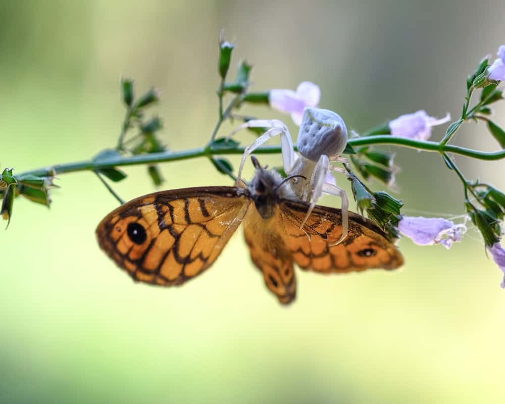 spider eating butterfly