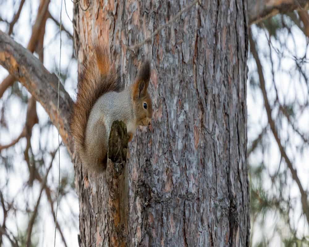 squirrel sitting on tree branch