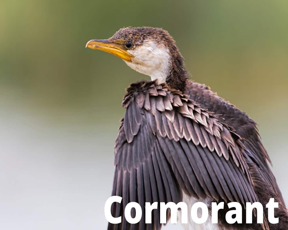 Animals that fly and swim-cormorant
