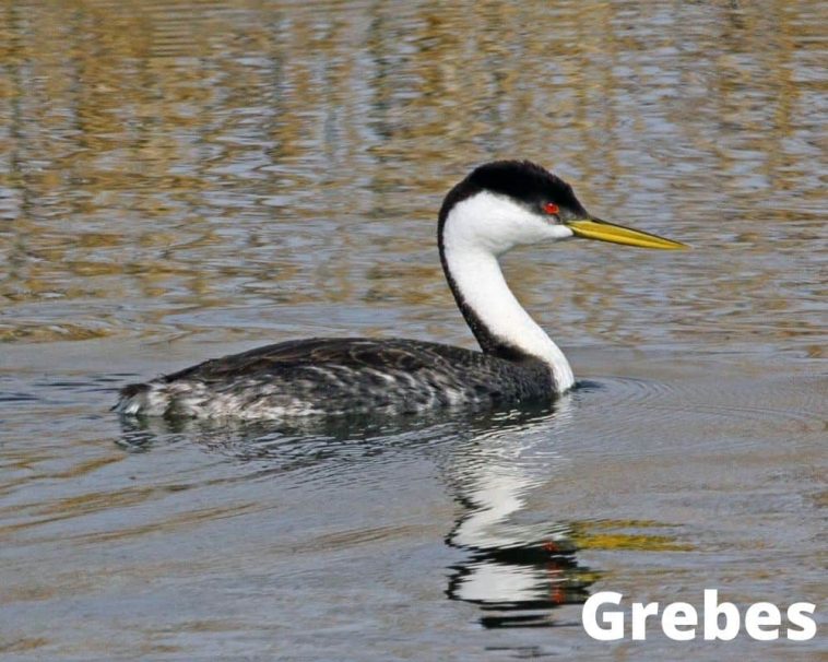 9 Awesome Animals That Can Fly And Swim! with Pictures! Animal Quarters