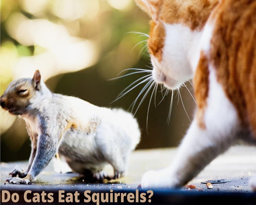 Do Cats Eat Squirrels 24 07 2021