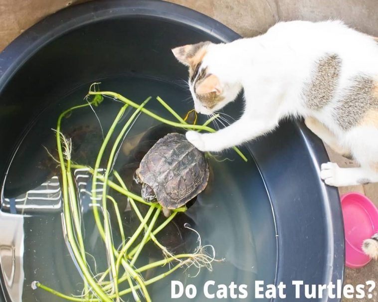 Do Cats Eat Turtles? Shocking Truth Revealed! Animal Quarters