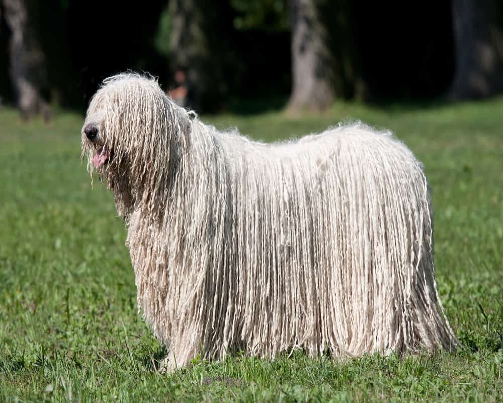 Komondor Dog
