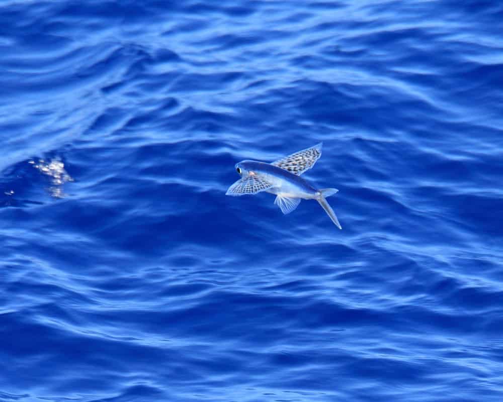 Yellow wing flying fish Cypselurus 08 08 2021