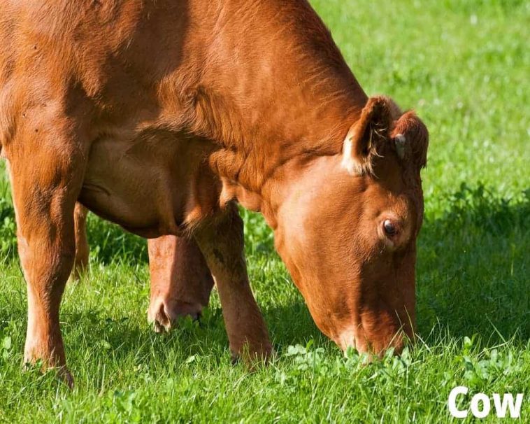 Animals That Eat Grass! (8 Grass Eating Animals) Animal Quarters