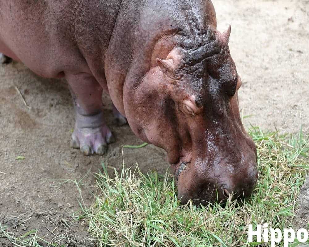 animals that eat grass hippo 24 07 2021