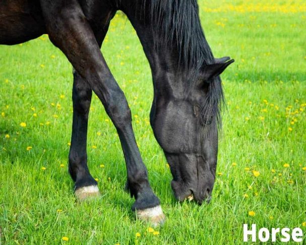 Animals That Eat Grass! (8 Grass Eating Animals) - Animal Quarters