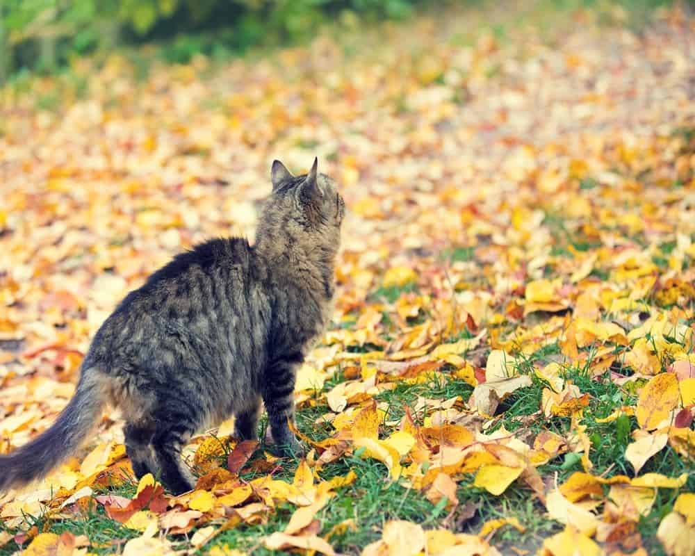 can cats catch hummingbirds