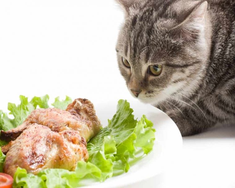 Can Cats Eat Chicken Wings? (Explained & Answered) Animal Quarters
